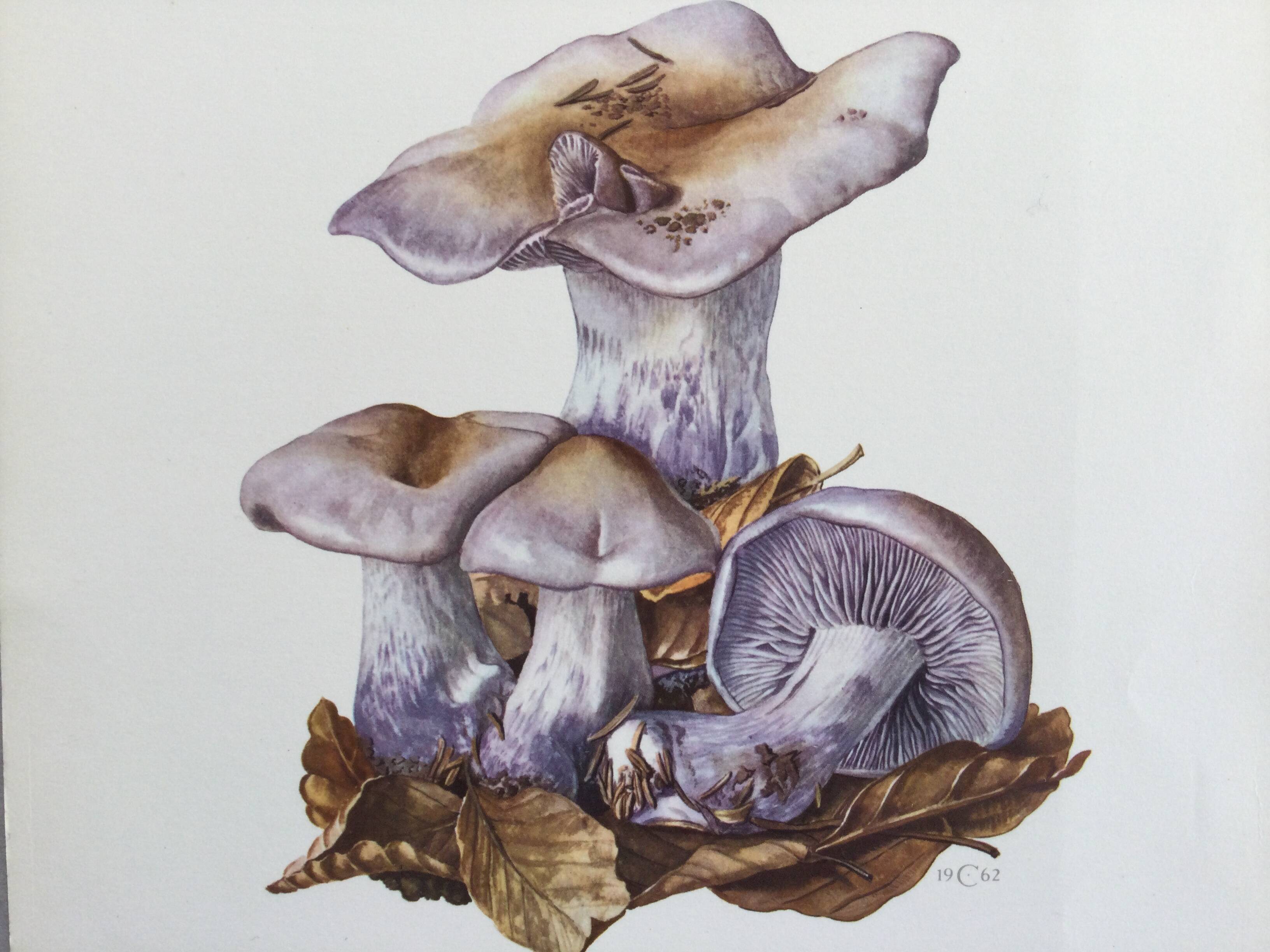 Botanical illustration "mushrooms", 1960s