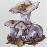 Botanical illustration "mushrooms", 1960s