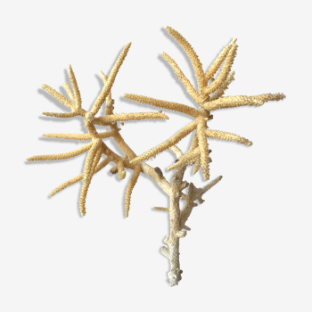 Branche de corail ancien