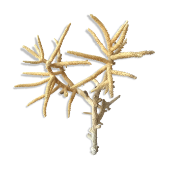 Ancient coral branch