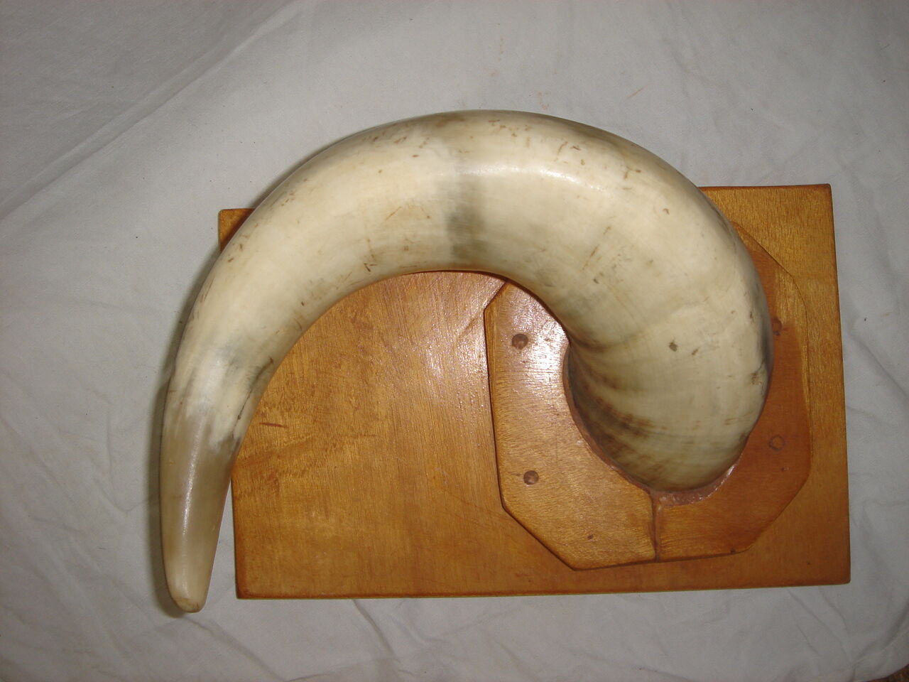 Corne de vache zébu sur socle de bois