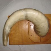 Horn cow zebu on wooden base