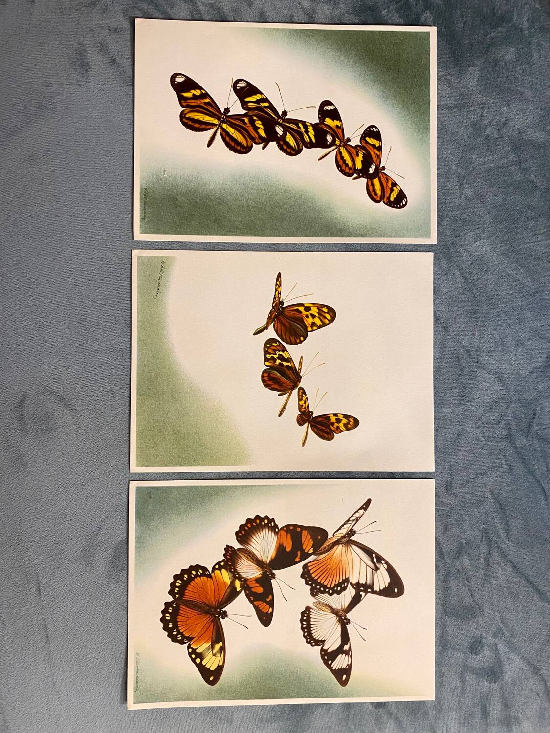 Butterflies poster Artis Historia 1950