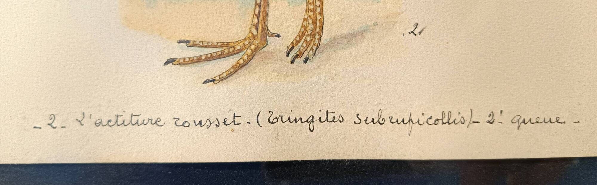 Old ornithological watercolor