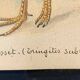 Old ornithological watercolor