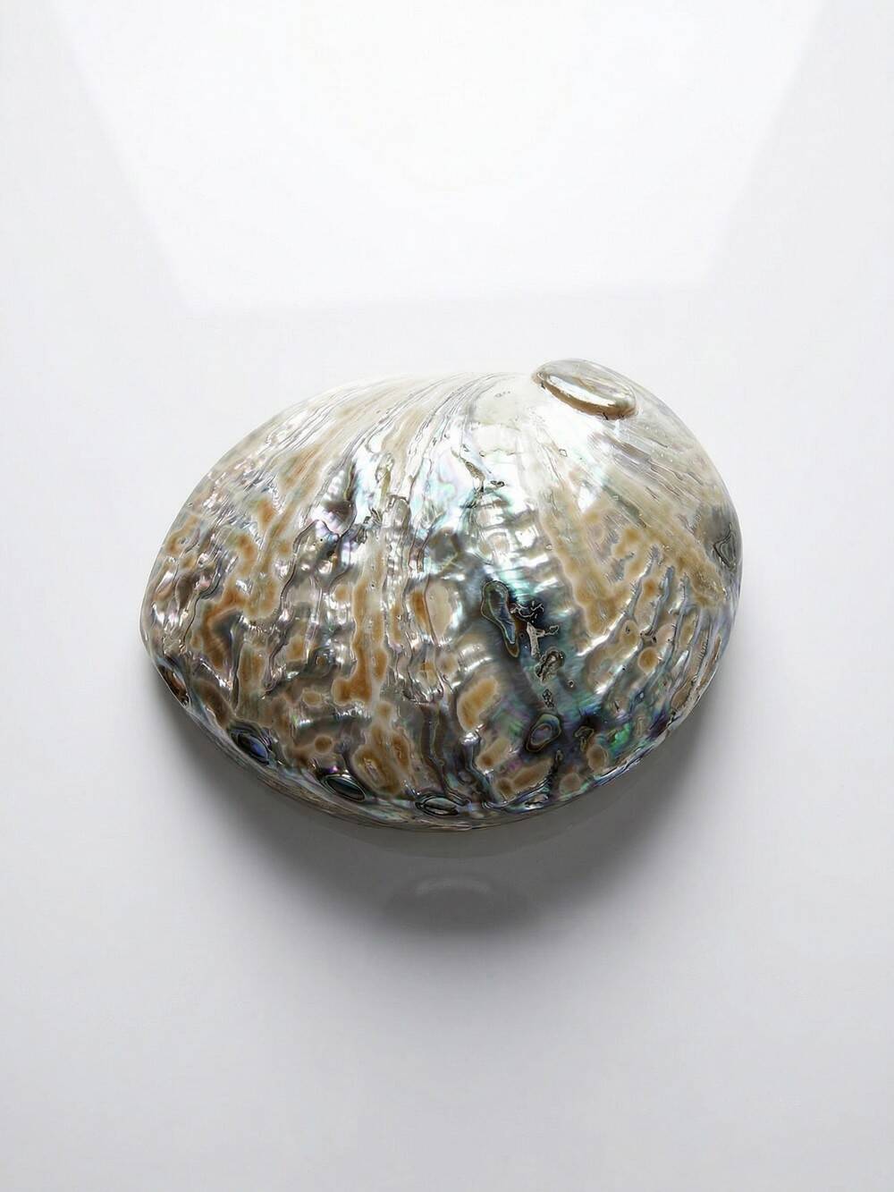 Large polished abalone shell, curiosity item, vintage 20th century.