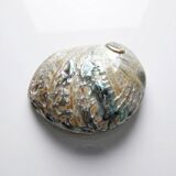 Large polished abalone shell, curiosity item, vintage 20th century.