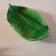 Ceramic leaf cutter
