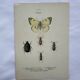 Vintage insect engravings botanical naturalist plate