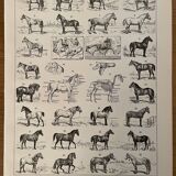 Lithograph on horses - 1900
