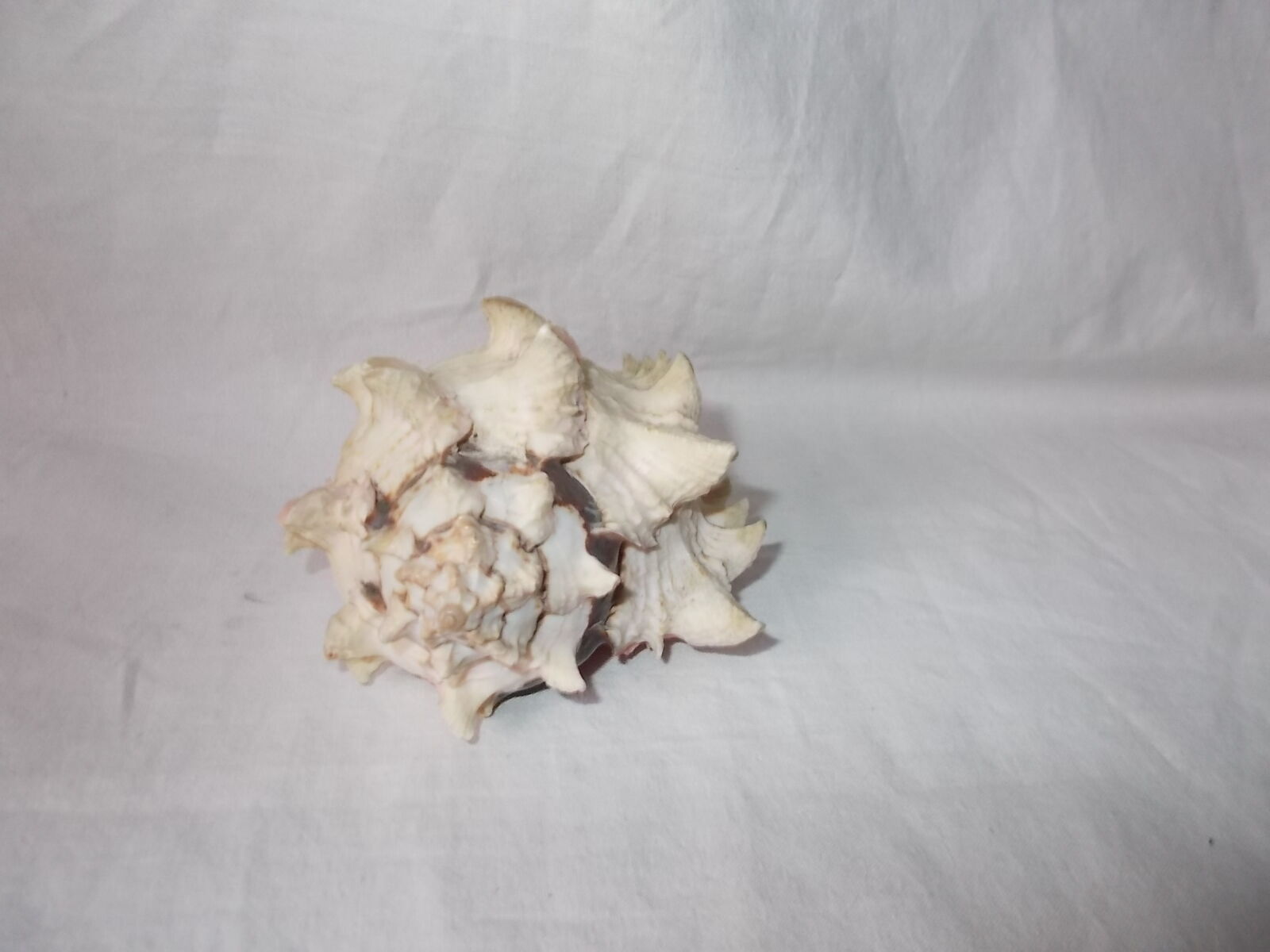 Shell for curiosity cabinet