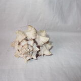 Shell for curiosity cabinet