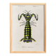 Poster about the mantis shrimp, based on an old engraving from 1849.
