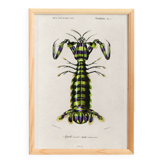Poster about the mantis shrimp, based on an old engraving from 1849.