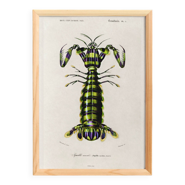 Poster about the mantis shrimp, based on an old engraving from 1849.