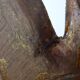 Mirror soleil golden wood 60/70
