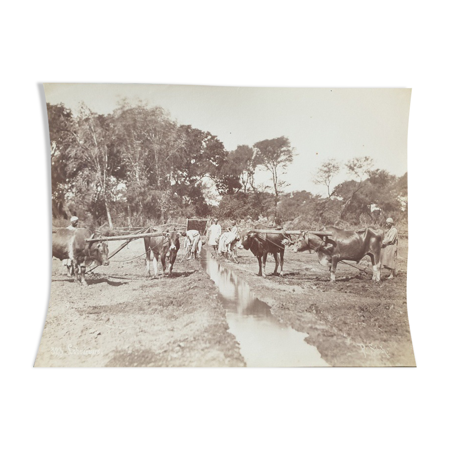 Pascal Sébah (1823-1886) - Photograph, albumen print - The ploughmen, Egypt