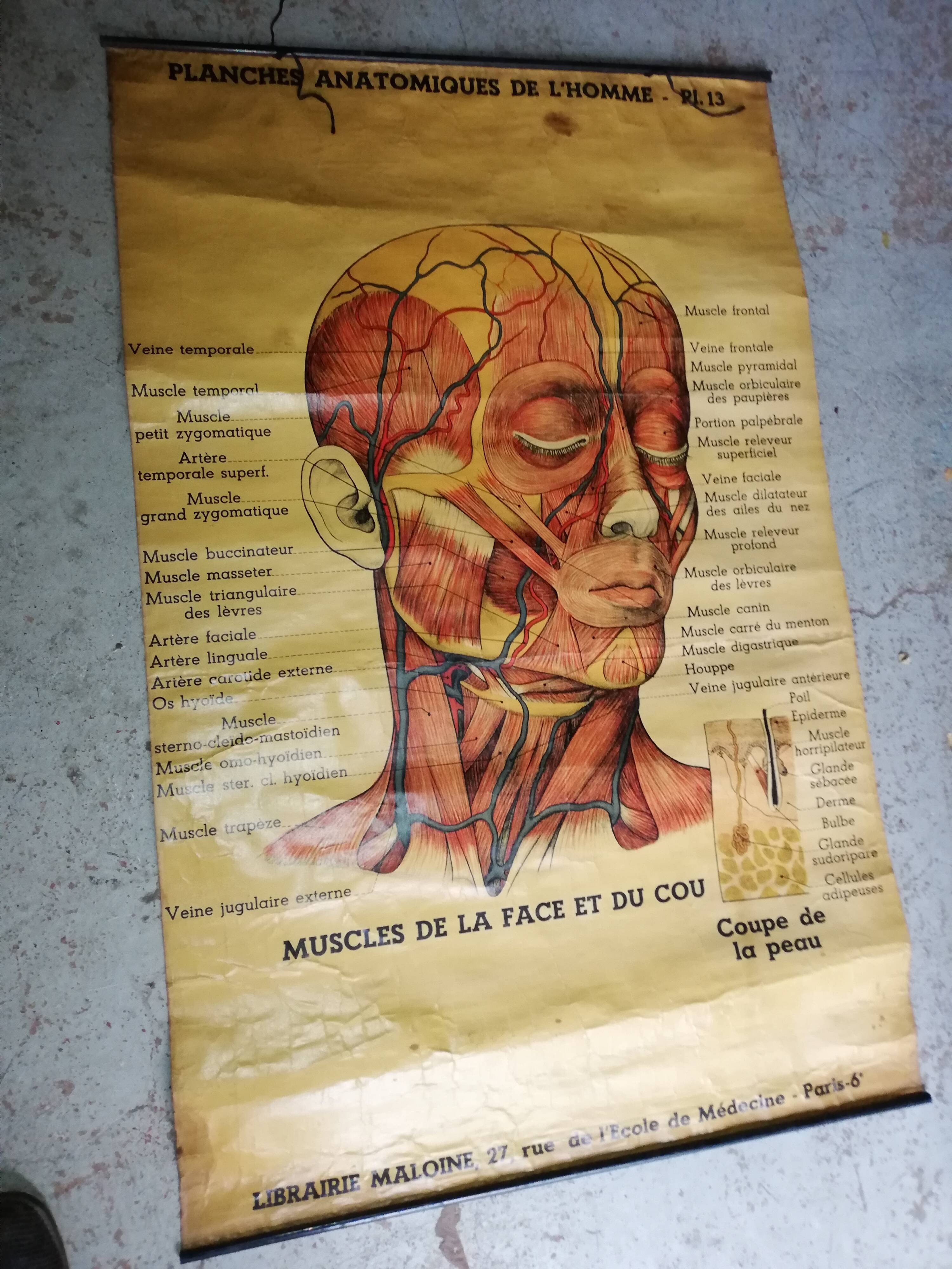 Affiche ancienne "planche anatomique"