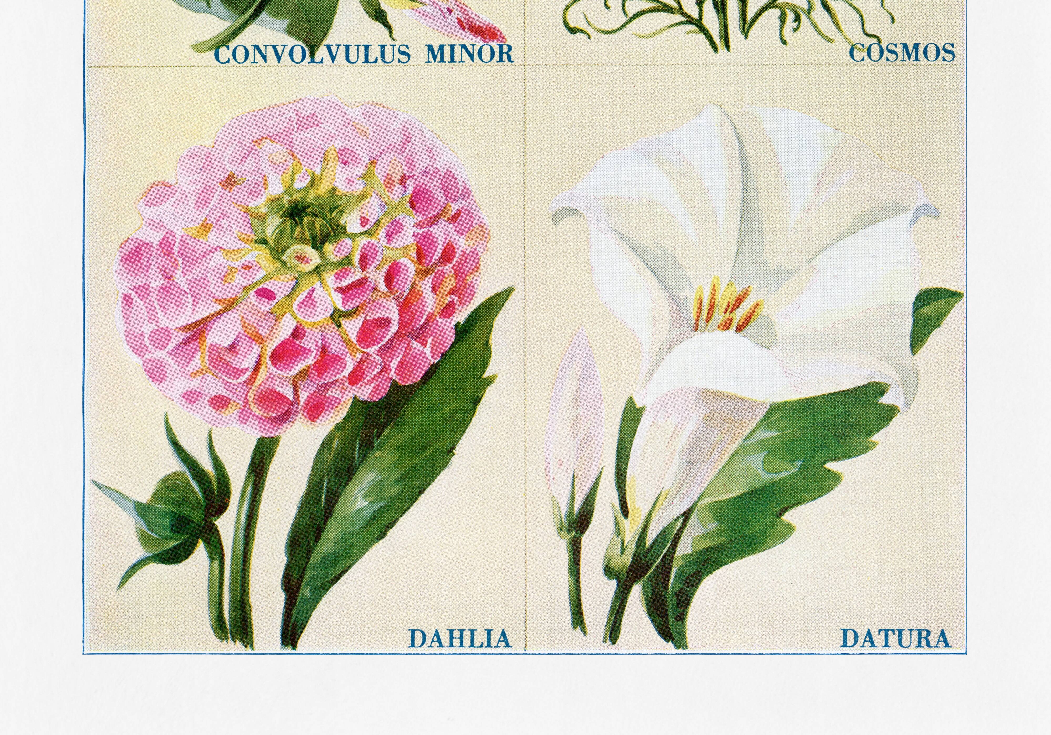 Affiche sur le liseron, le cosmos, le dahlia et le datura