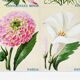 Poster featuring bindweed, cosmos, dahlia and datura