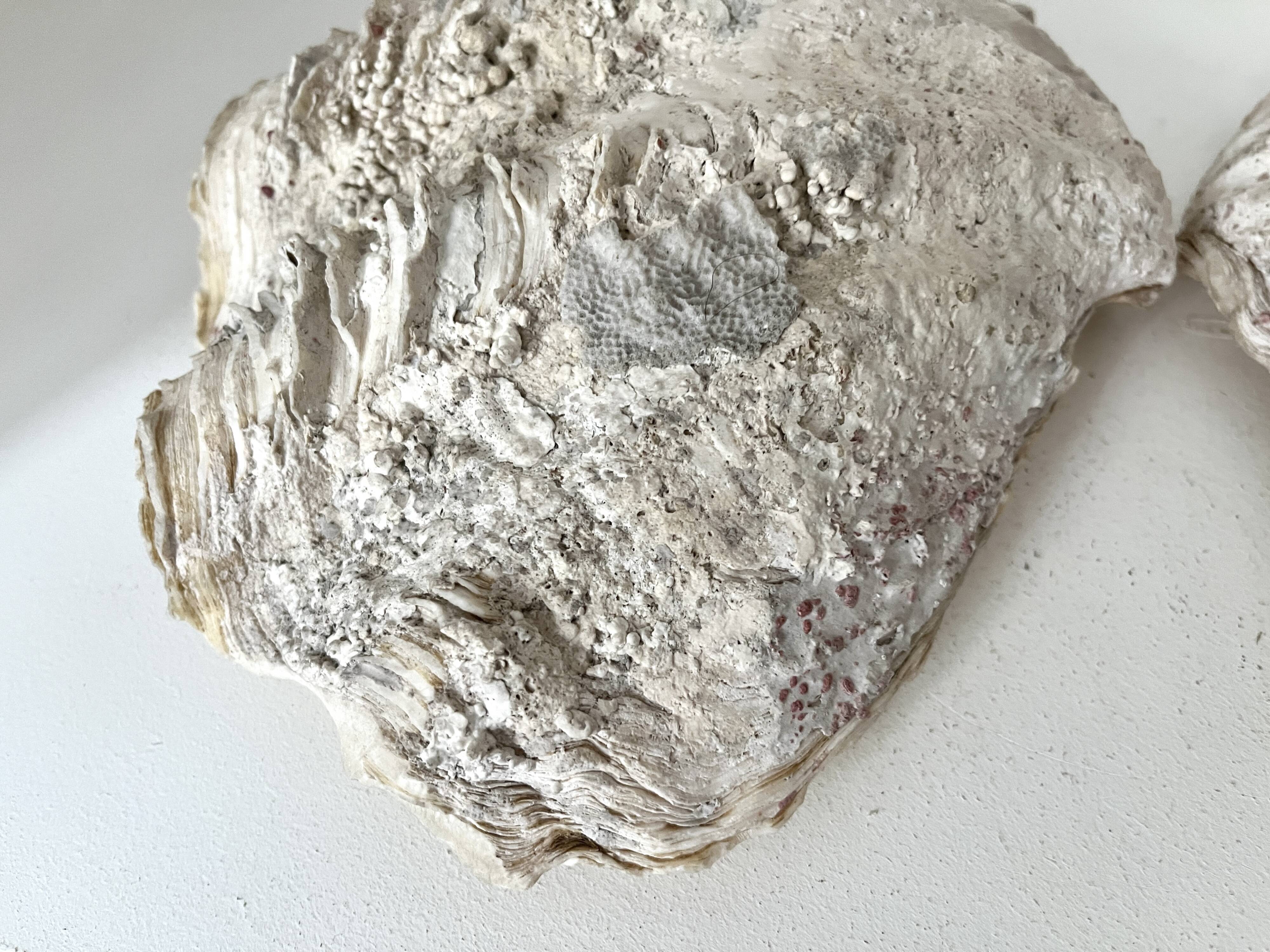 Authentic vintage giant bivalve shell, tridacna gigas shell.