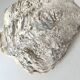 Authentic vintage giant bivalve shell, tridacna gigas shell.