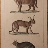 Lithograph late 19th watercolor mammals.