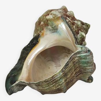 Tahitian shell