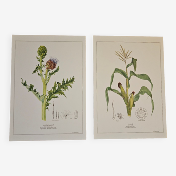 Duo of botanical plates Artichoke and Corn