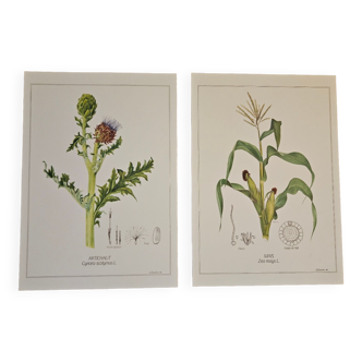 Duo of botanical plates Artichoke and Corn