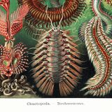 Poster about marine worms based on an old lithograph from 1904.
