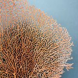 Gorgon Rouge, Brass base (Early XXth) 33*23 cm