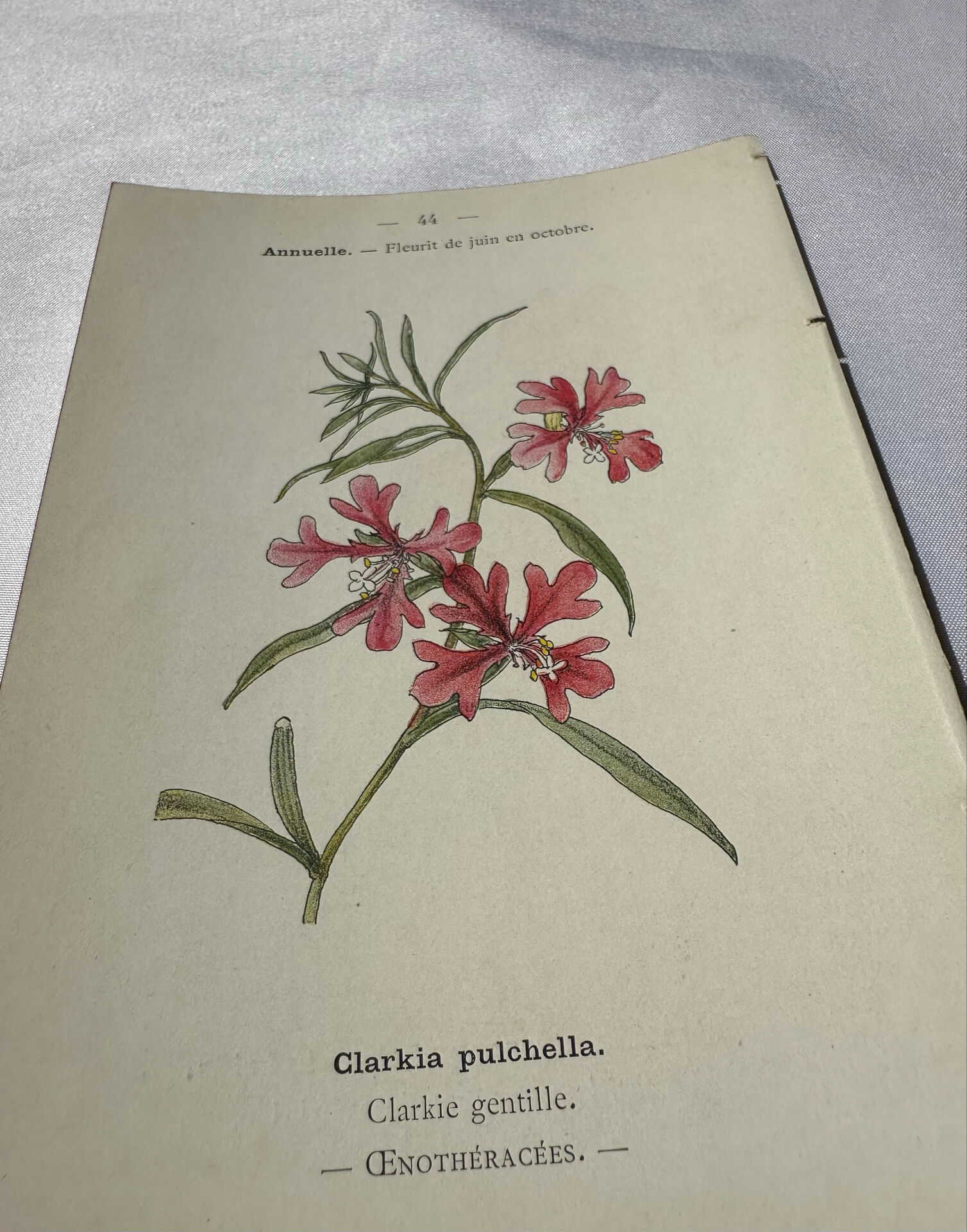 🌿 Botanical Plate Old Naturalist Engraving 19th Century Double-Sided