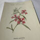 🌿 Botanical Plate Old Naturalist Engraving 19th Century Double-Sided