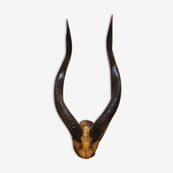 Bongo Antelope trophy