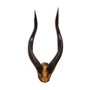 Trophée antilope Bongo