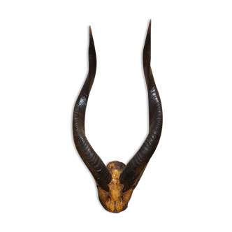 Trophée Antilope Bongo