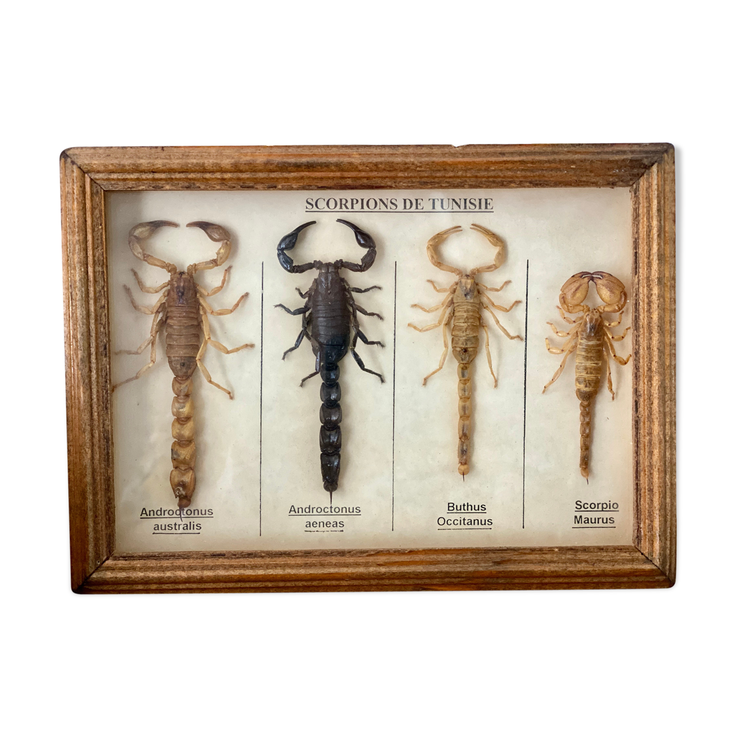 Frame 4 naturalized scorpions de curiosity cabinet