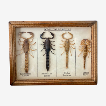 Cadre 4 scorpions naturalisés déco cabinet de curiosité