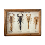 Frame 4 naturalized scorpions de curiosity cabinet