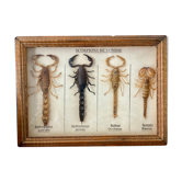 Frame 4 naturalized scorpions de curiosity cabinet
