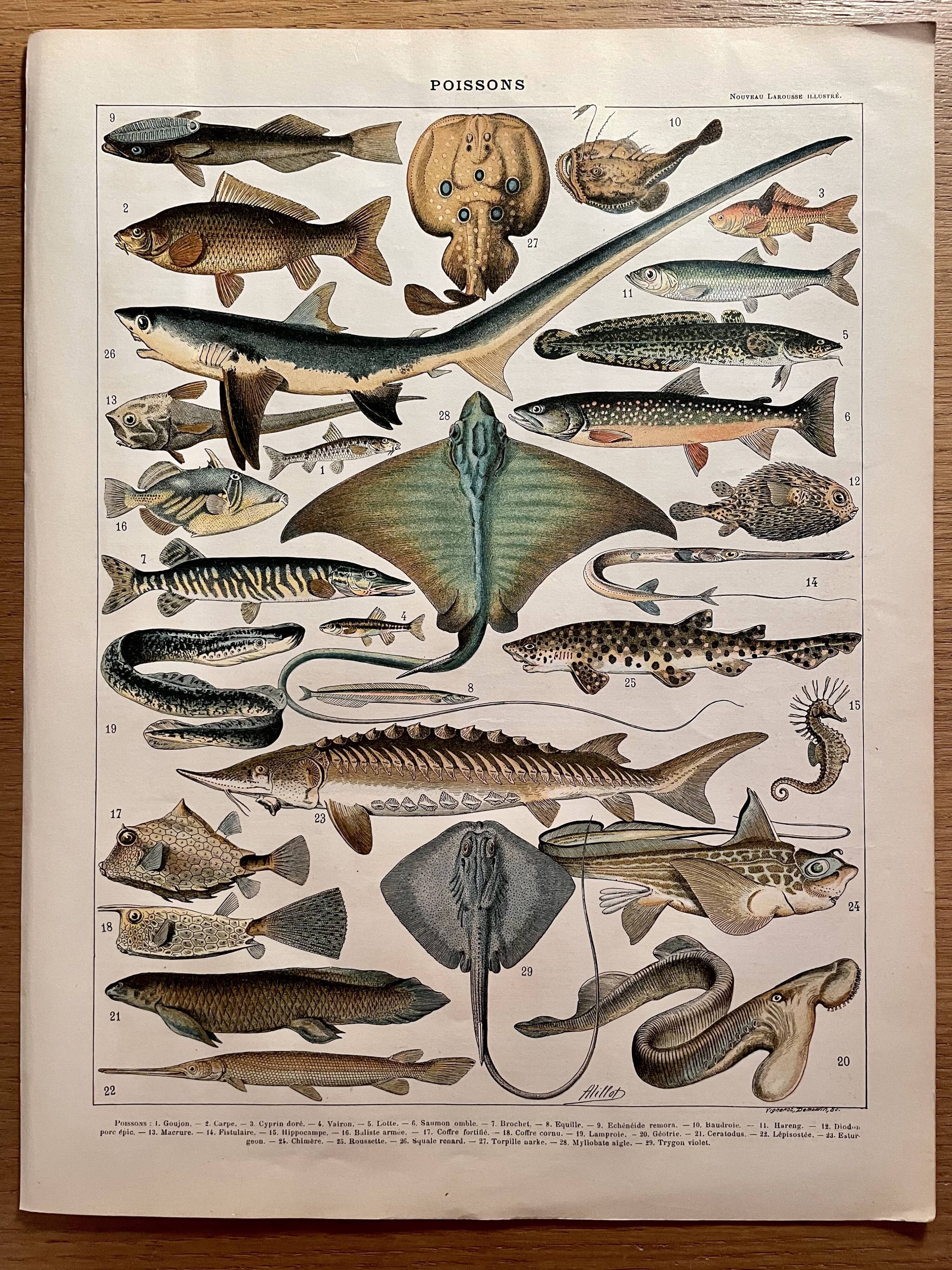 Lithograph on fish (stud) - 1900