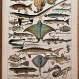 Lithograph on fish (stud) - 1900