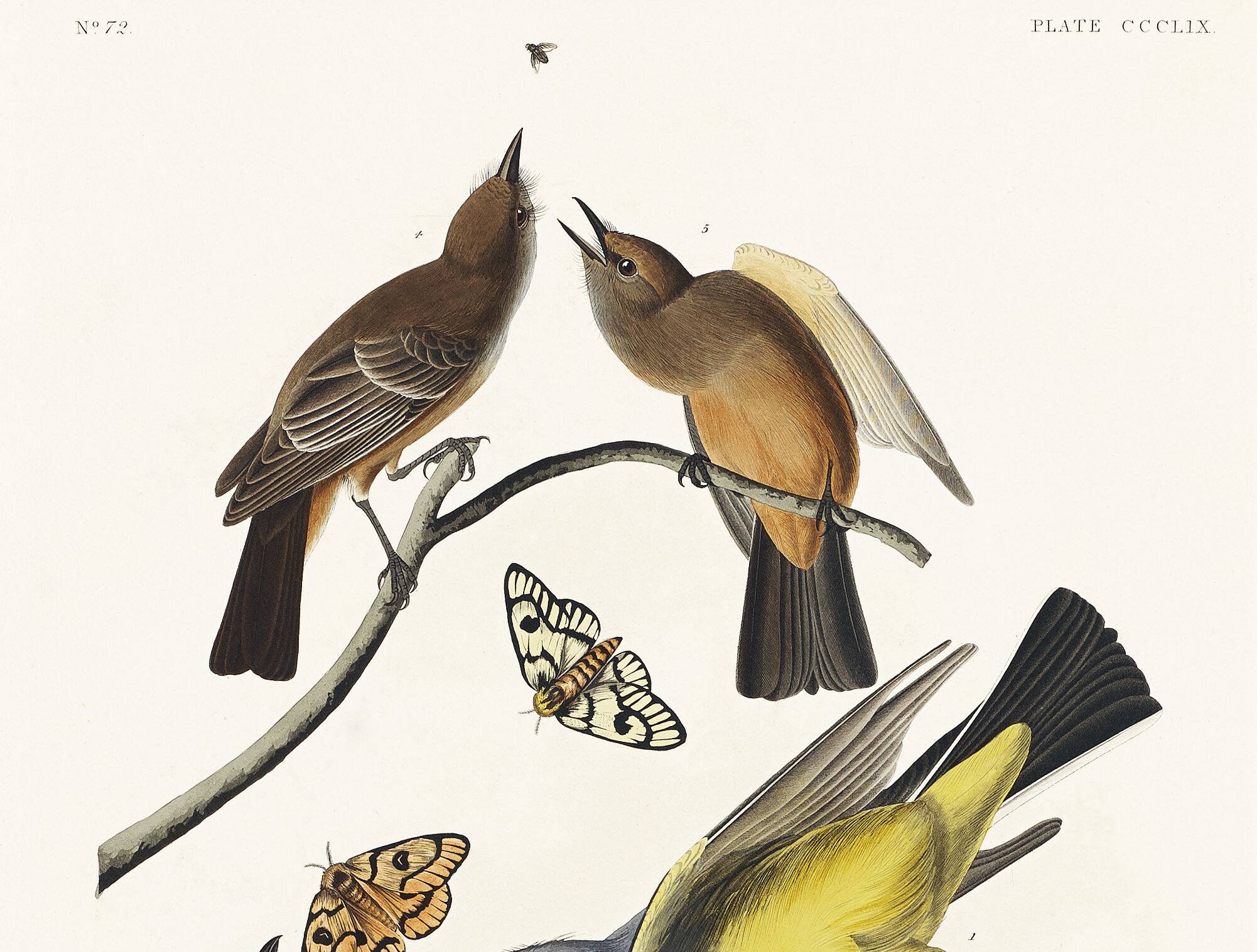 Poster about the Flycatchers, based on an old engraving from 1827.