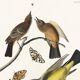 Poster about the Flycatchers, based on an old engraving from 1827.