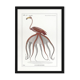 Chimera lithograph animal engraving - the pink flamoulpe