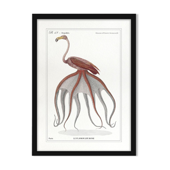 Chimera lithograph animal engraving - the pink flamoulpe