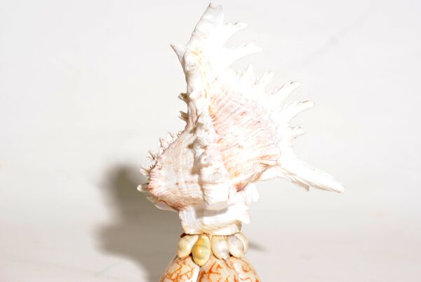 Lampe coquillage Souvenir Mid-Century, France 1960s