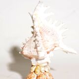 Mid-Century Souvenir Shell Lamp, France 1960s