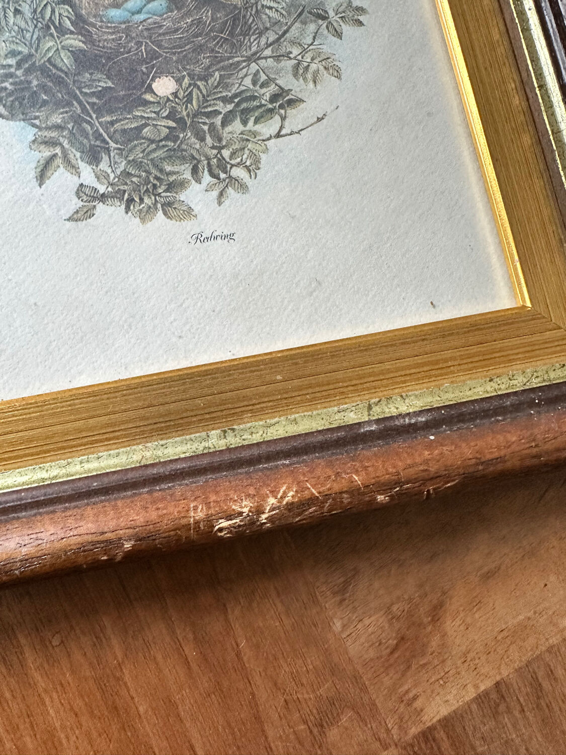 Antique illustration of a bird. Antique framed illustration of a bird.